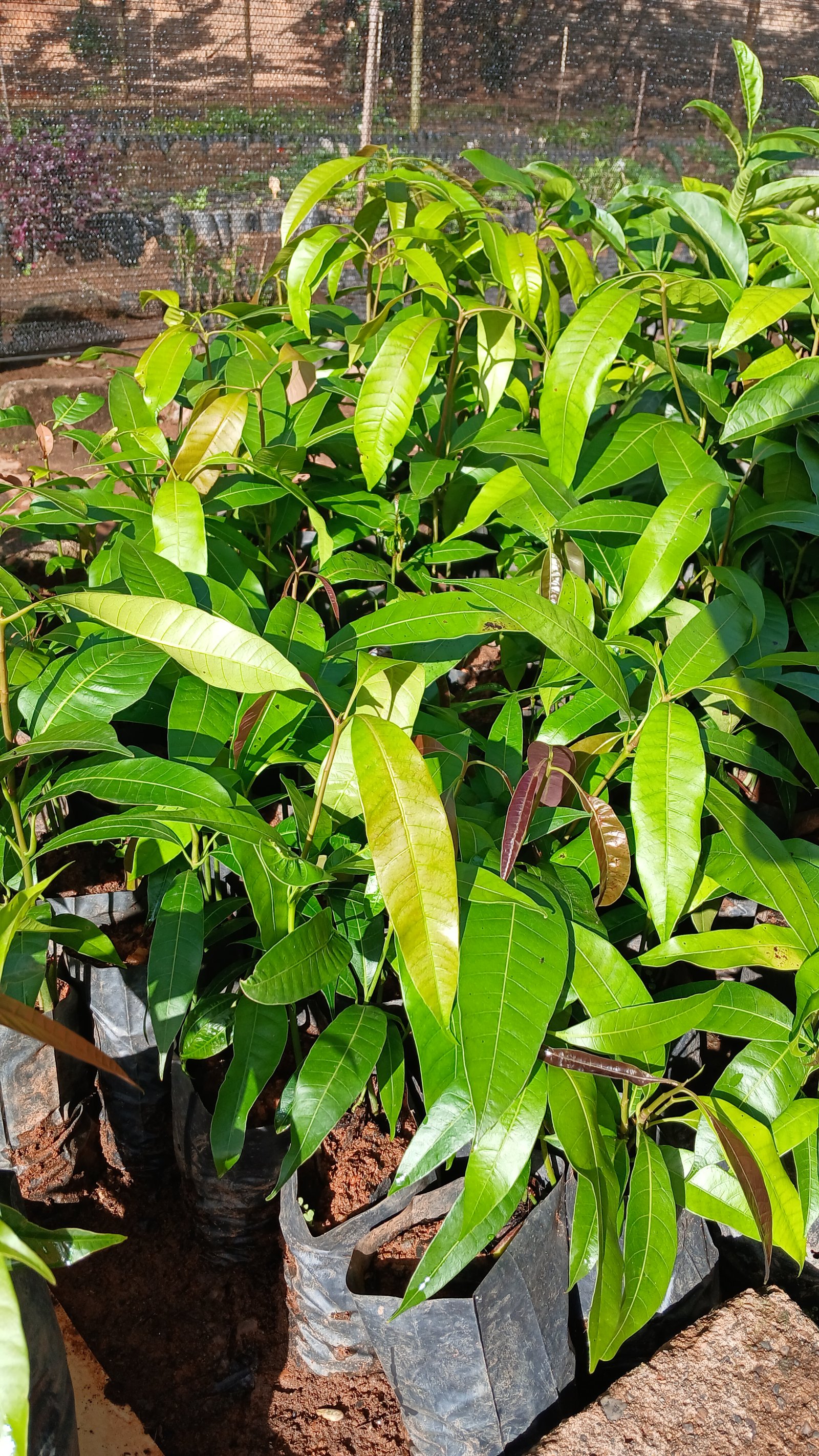 Manga mini espadinha